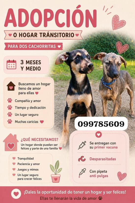 adopción_canina_2026